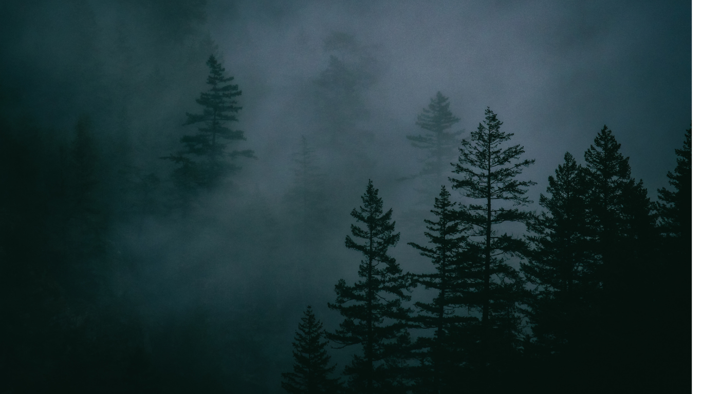 trees in fog